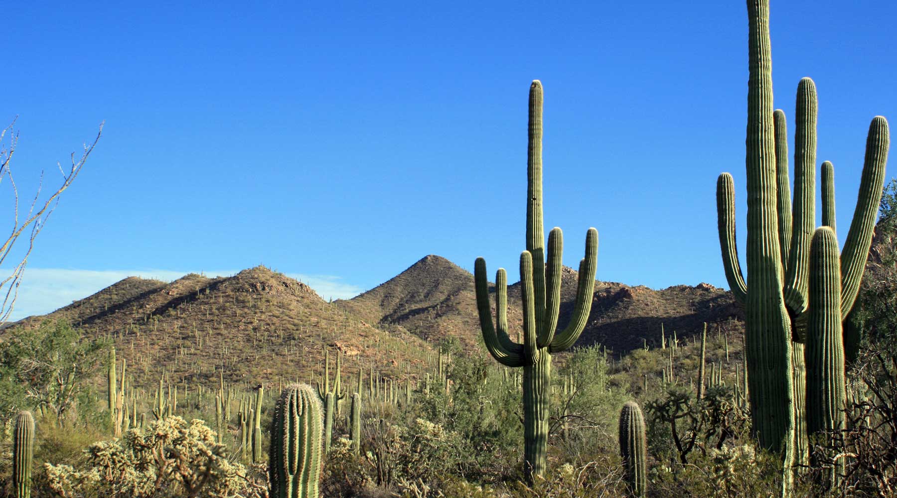 saguaro, Joshua tree, chinook voyages, aventure, randonnée, trek, déserts, ouest américain, death valley en randonnée
